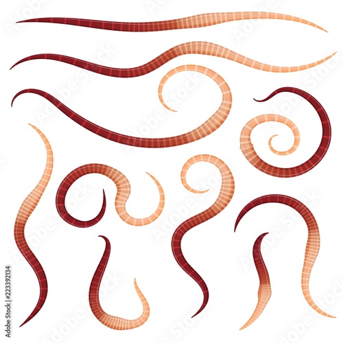 Set of earthworms in different positions on a white background. Isolated insects. Collection of dung worms. Vector illustration