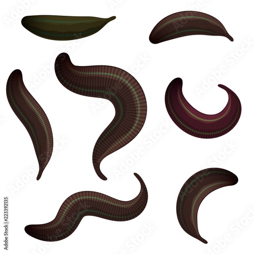 Set of leeches on a white background. The collection of medical leeches, isolated animals. Vector illustration of bloodsucking worms