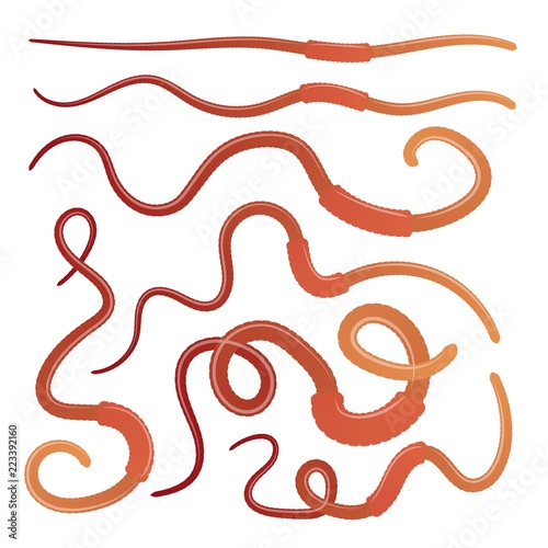 Set of earthworms in different positions on a white background. Isolated insects. Collection of dung worms. Vector illustration