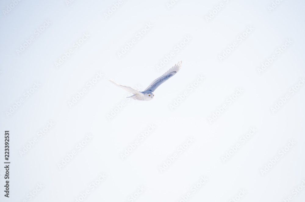 Snowy owl in flight, wingspan spread, over blue sky. Plenty of copy space Snowy owl in flight, wingspan spread, over blue sky. Plenty of copy space