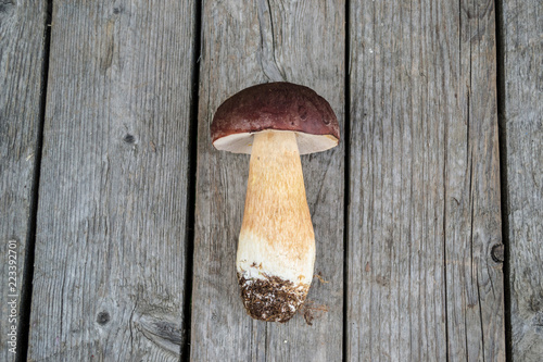 One fresh Brown Porcini mushroom on a background of the wooden vintage table. Boletus edulis or white mushroom before cooking.