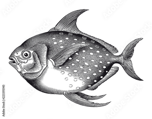 Vector High Detail Opah Fish Engraving