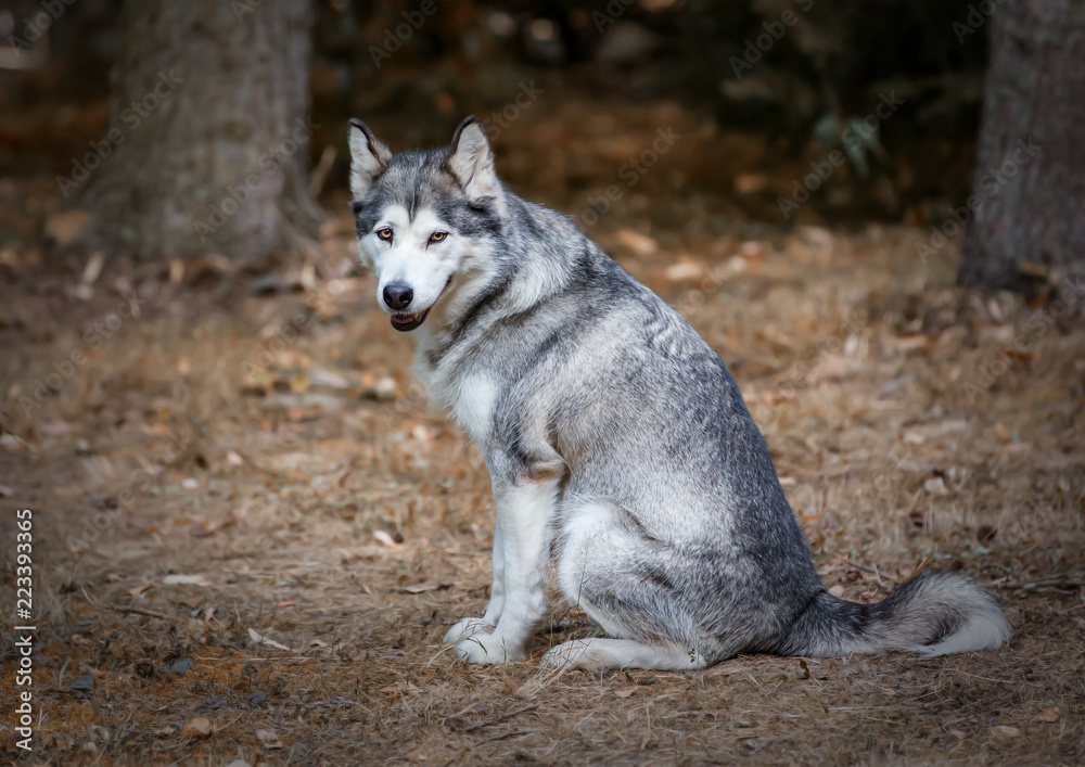 Obraz premium Alaskan Malamute