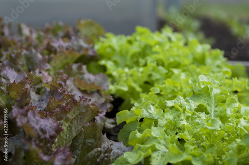 Lettuce in vegetable garden