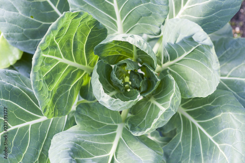 Cabbage in vegetable garden