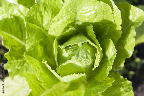 Lettuce, salad, vegetable