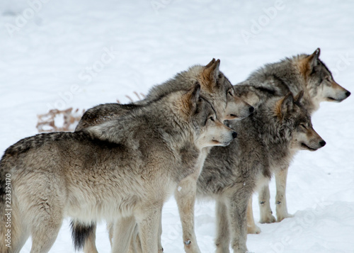 Pack of Wolves © Normand