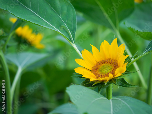 Fototapeta Naklejka Na Ścianę i Meble -  sunflower in garden