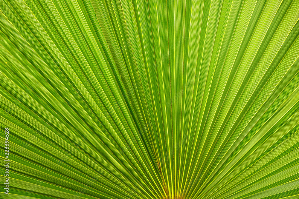Leaf of a tropical green palm closeup