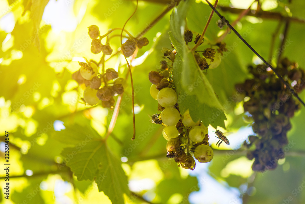 Lots Of Insects Flying And Eating On Grape Hanging On Vine Ruin The Fruit Lots Of Insects Flying And Eating On Grape Hanging On Vine Ruin The Fruit