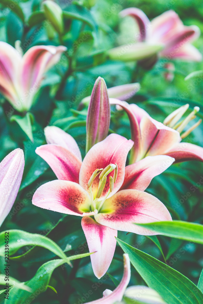 Fototapeta premium Lily flowers on the garden. Shallow depth of field.