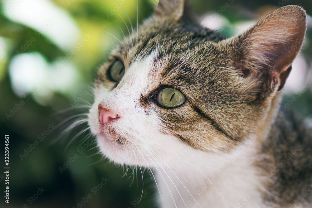 Beautiful Street Cat With Green Eyes And Pink Nose Closeup Portrait With Soft Focus Beautiful Street Cat With Green Eyes And Pink Nose Closeup Portrait With Soft Focus