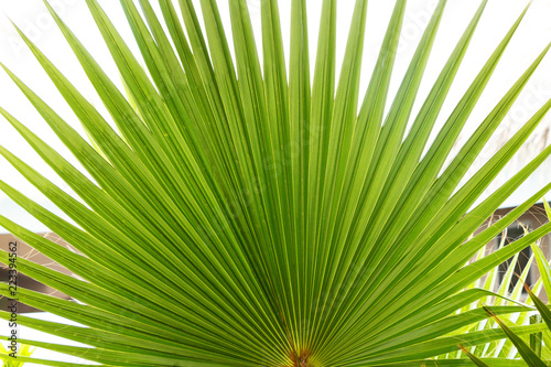 Leaf of a tropical green palm closeup