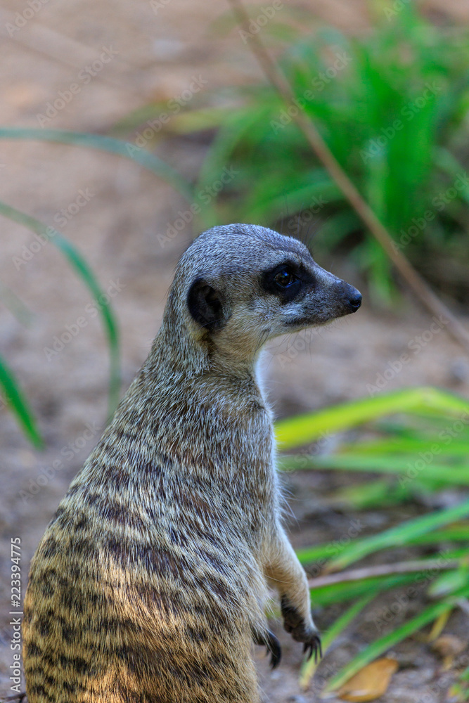 Fototapeta premium meerkat on guard