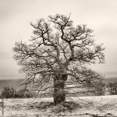 Infrared oak