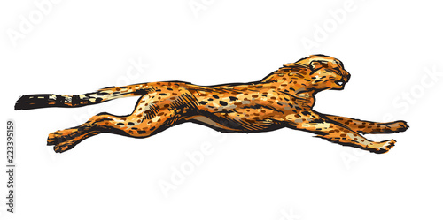 Running cheetah. Hand drawn vector illustration in sketch style. Speed concept.