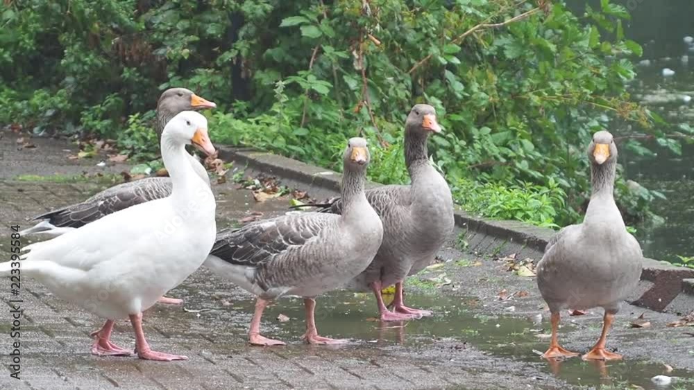 Ducks relaxing under the rain near a lake in Cardiff Ducks relaxing under the rain near a lake in Cardiff