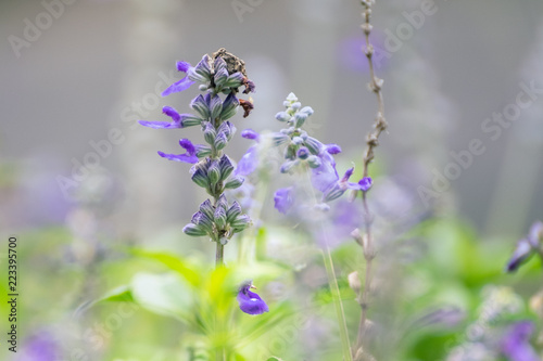 closeup flower purple lavender