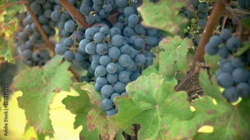 Vineyard red wine grapes on the vine ripening with camera dolly in.