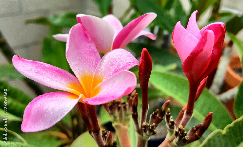 Flowers, Plumeria, Plumerias