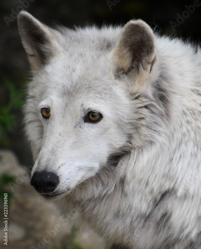 Grey forest wolf with yellow eyes