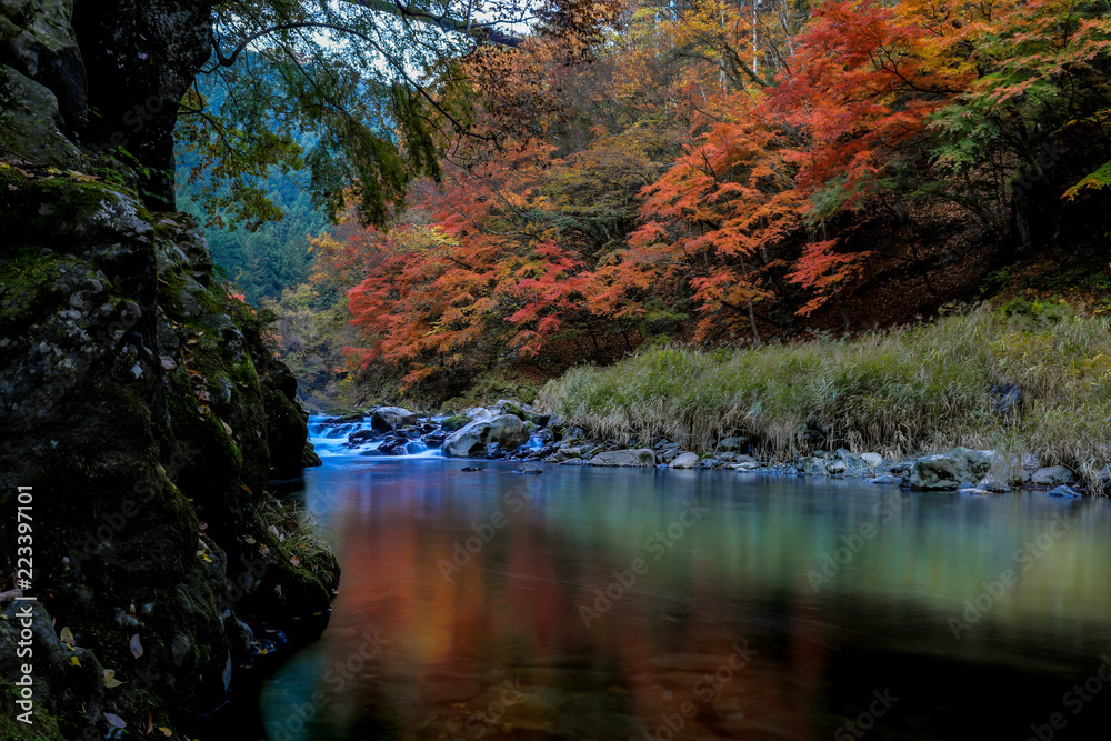 Obraz premium Autumn Leaves