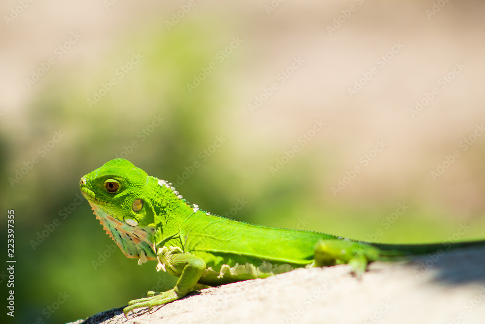 Iguanas en los Llanos Orientales Colombianos Iguanas en los Llanos Orientales Colombianos