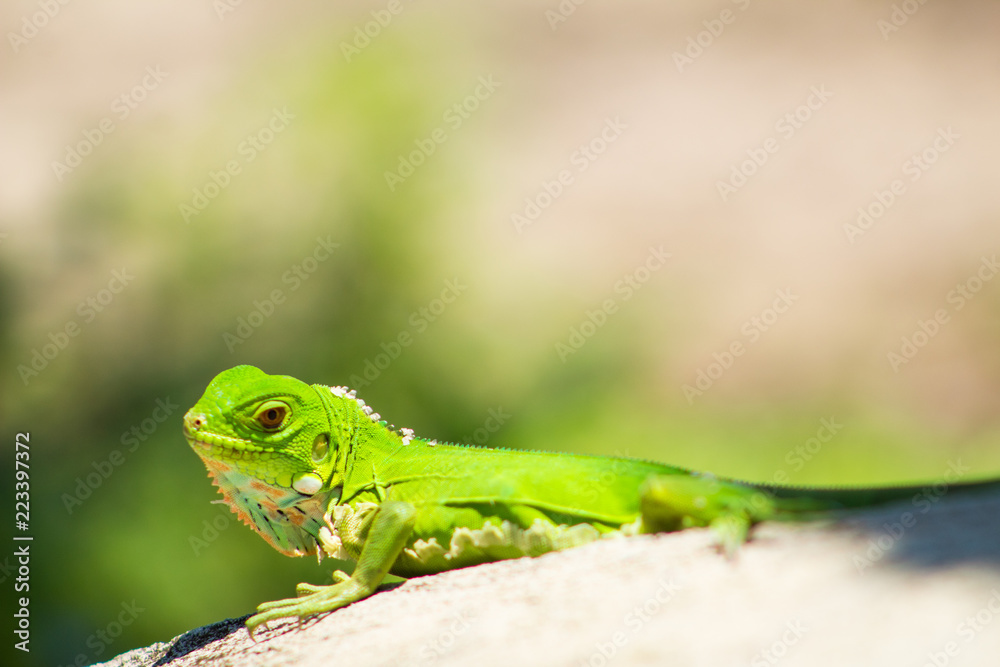 Iguanas en los Llanos Orientales Colombianos Iguanas en los Llanos Orientales Colombianos