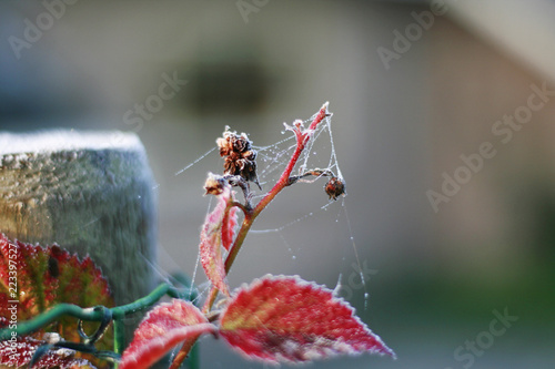 blackberry plant with winter frost