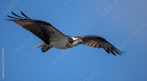 Osprey 