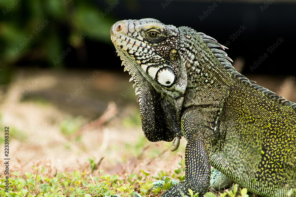 Fototapeta premium Iguanas en los Llanos Orientales Colombianos