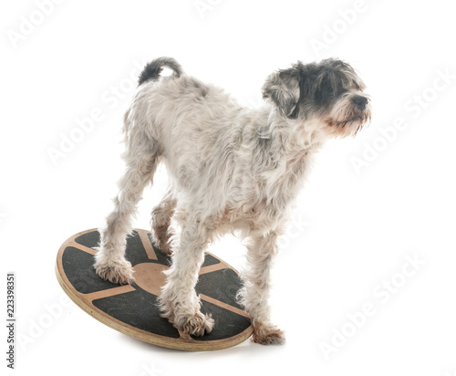 Фотография old tibetan terrier