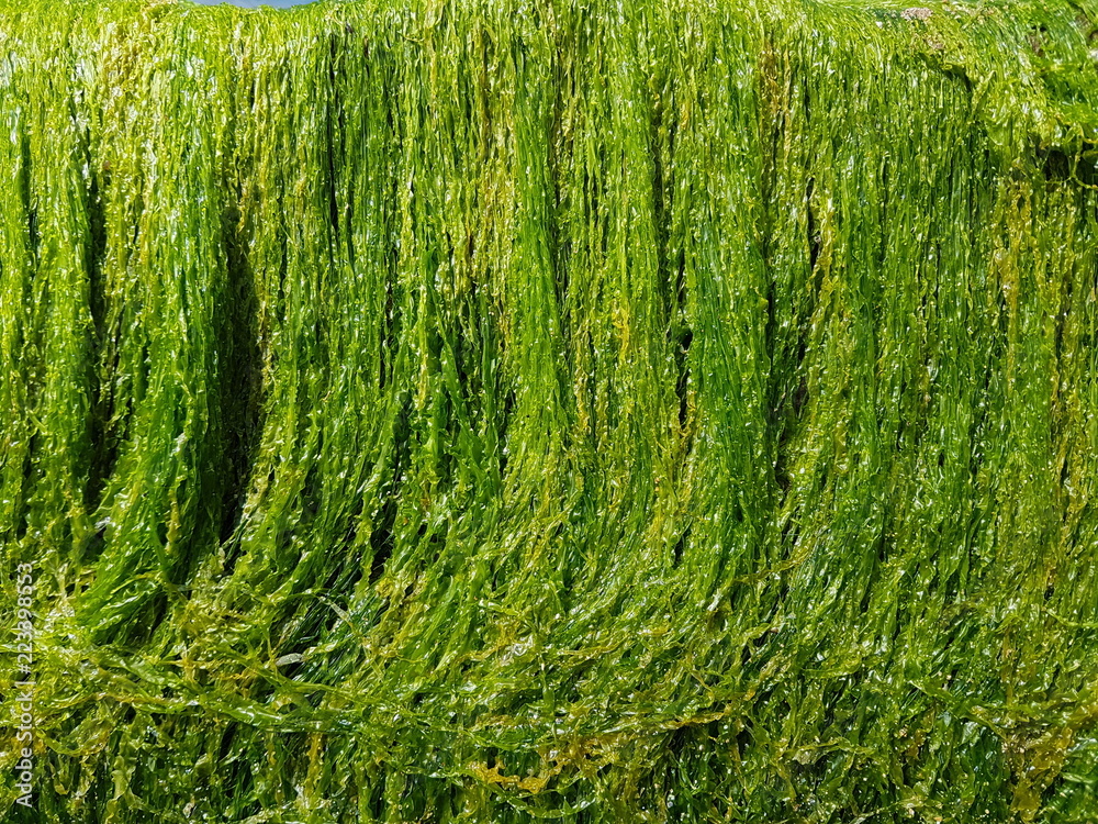 Wet Green Algae Bloom at the Shore Wet Green Algae Bloom at the Shore