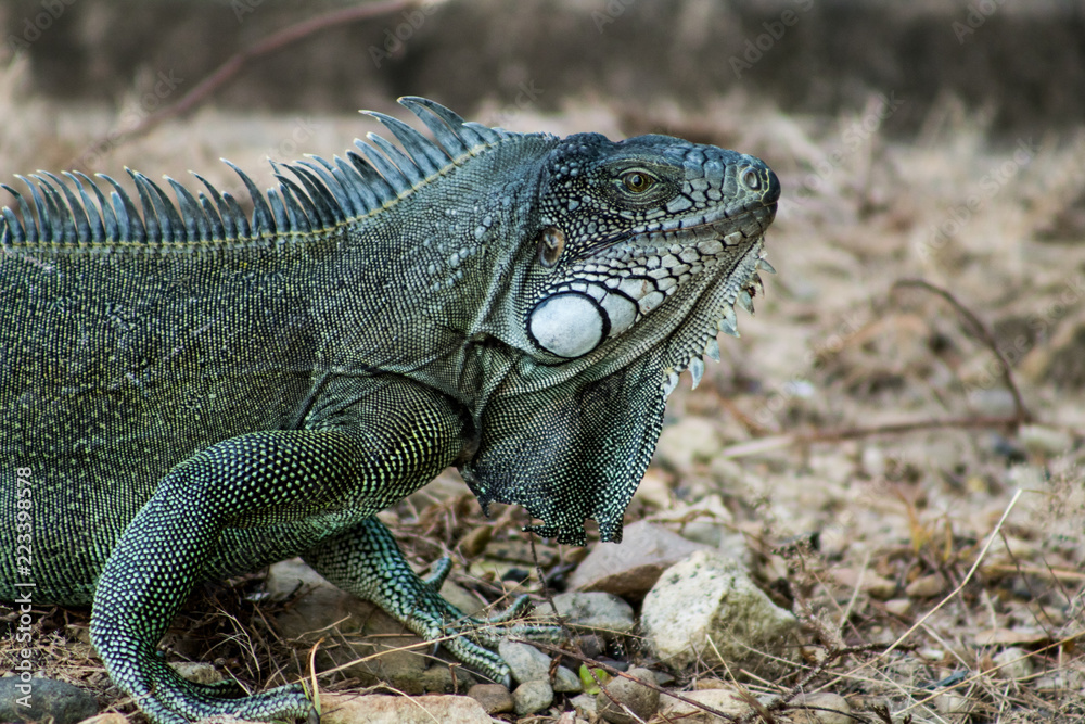 Iguanas en los Llanos Orientales Colombianos Iguanas en los Llanos Orientales Colombianos