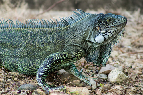 Iguanas en los Llanos Orientales Colombianos