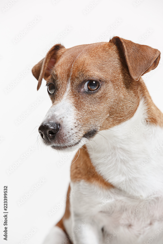 Jack Russell Terrier, isolated on white at studio