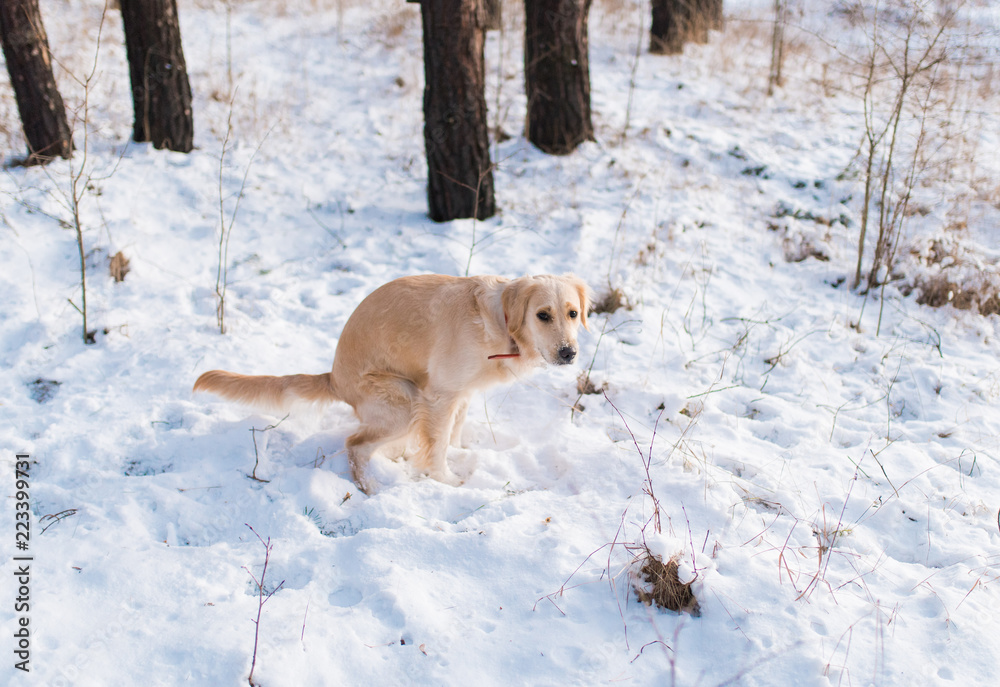 The dog croaking on white snow in the forest