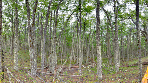 Forest at Mirador Perito moreno