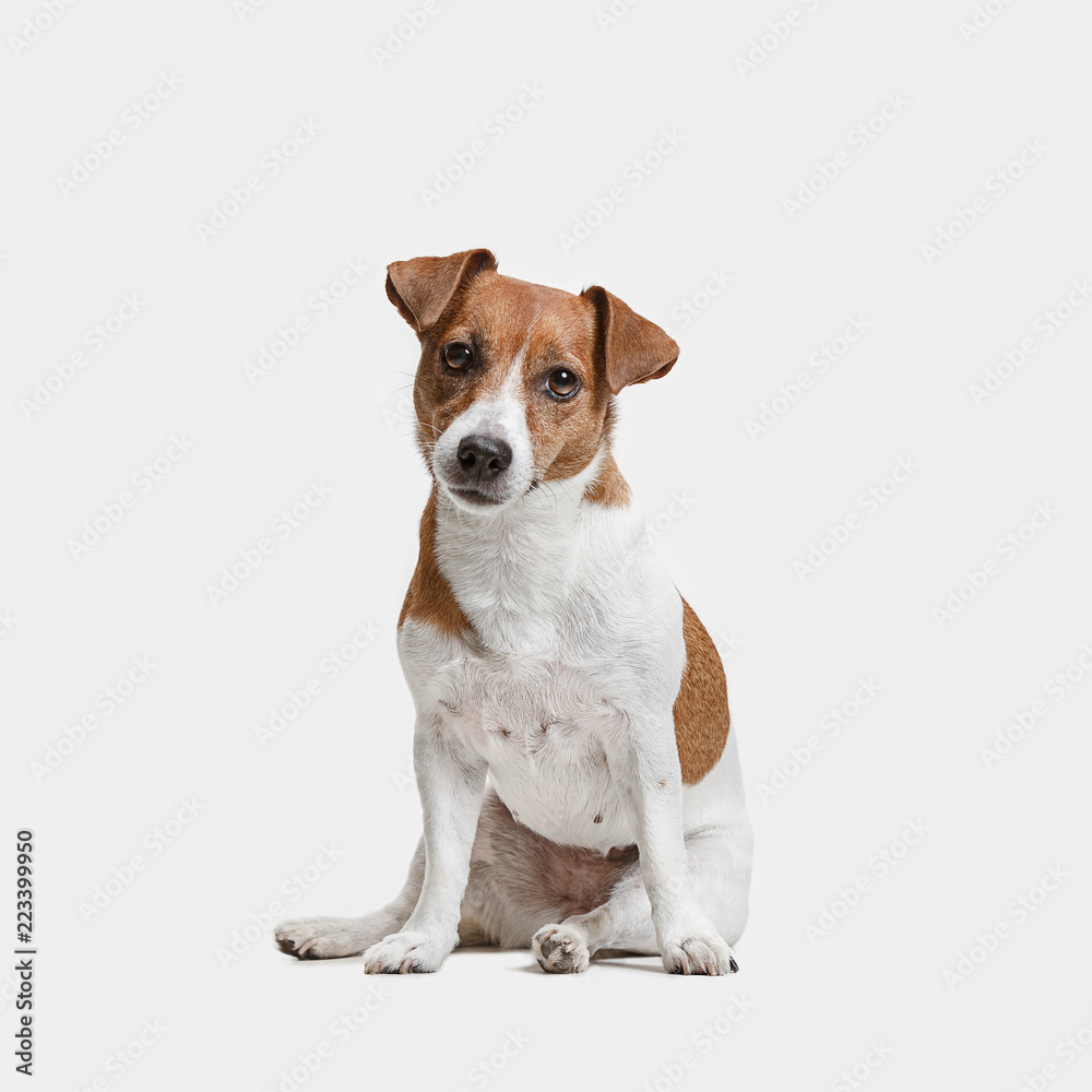 Jack Russell Terrier, isolated on white at studio