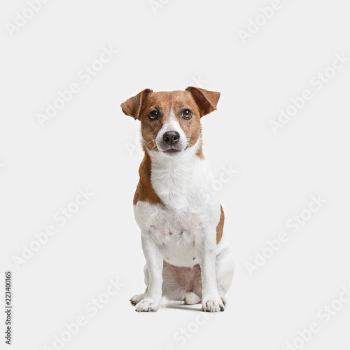 Obraz na plátně Jack Russell Terrier, isolated on white at studio