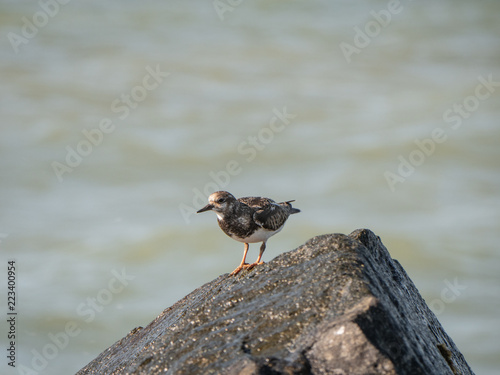 bird