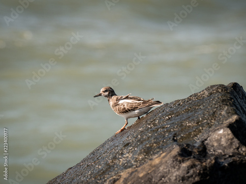 bird
