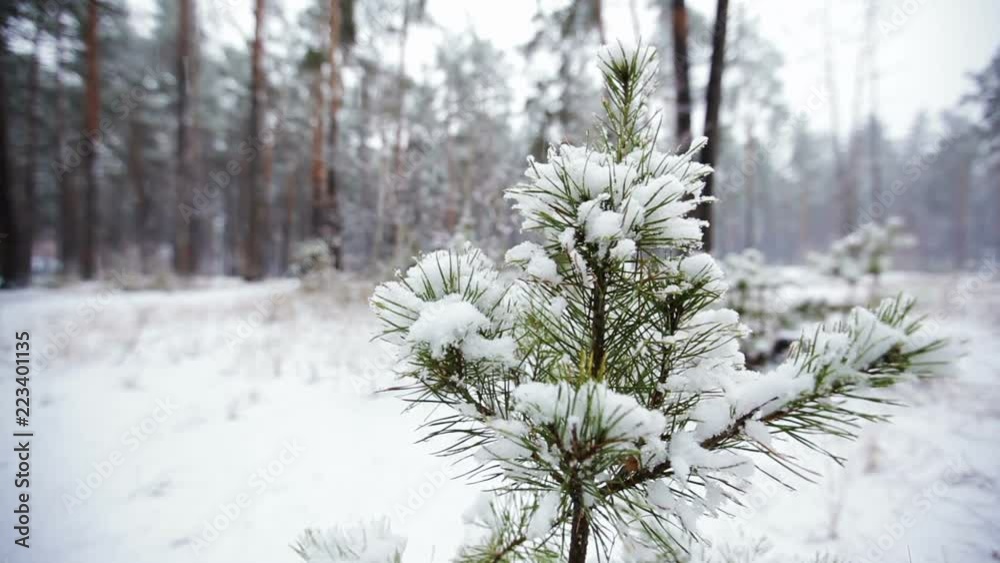 Pine branch in snow. Snowfall in the forest park. Winter landscape in snow-covered blurred park. HD video Pine branch in snow. Snowfall in the forest park. Winter landscape in snow-covered blurred park. HD video