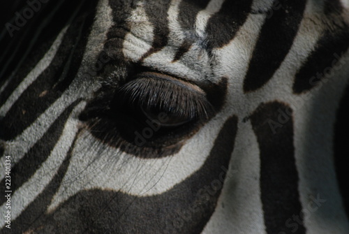 occhio di zebra