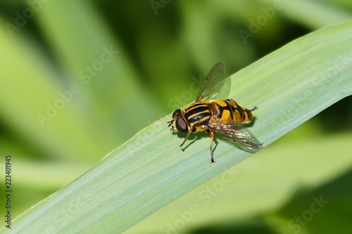 Helophilus pendulus - common marsh flies on a leaf