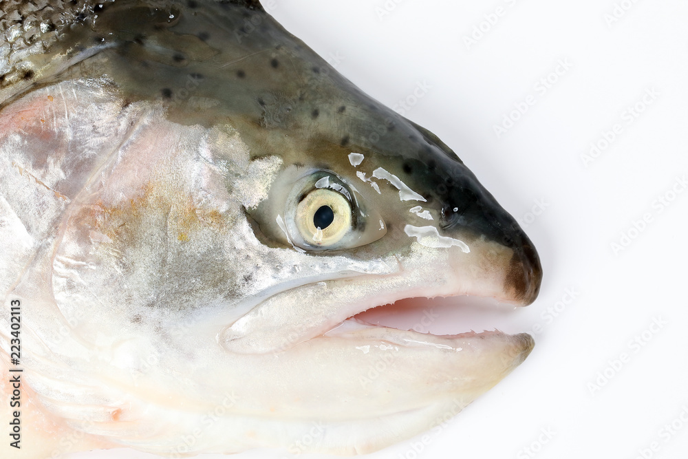 Cut Cleaned Salmon Trout Fish Head half Cut Cleaned Salmon Trout Fish Head half
