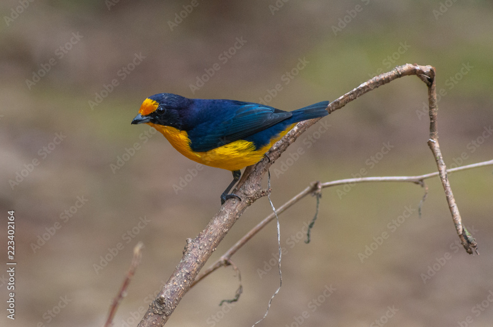 Obraz premium Bonito Lindo