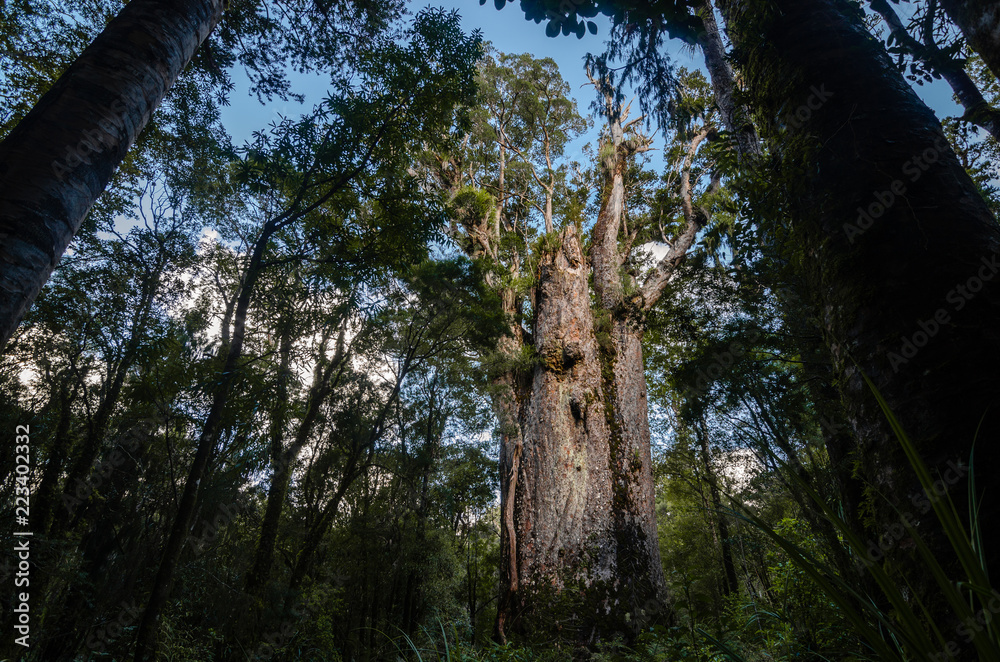 Fototapeta premium Kauribaum in Neuseeland