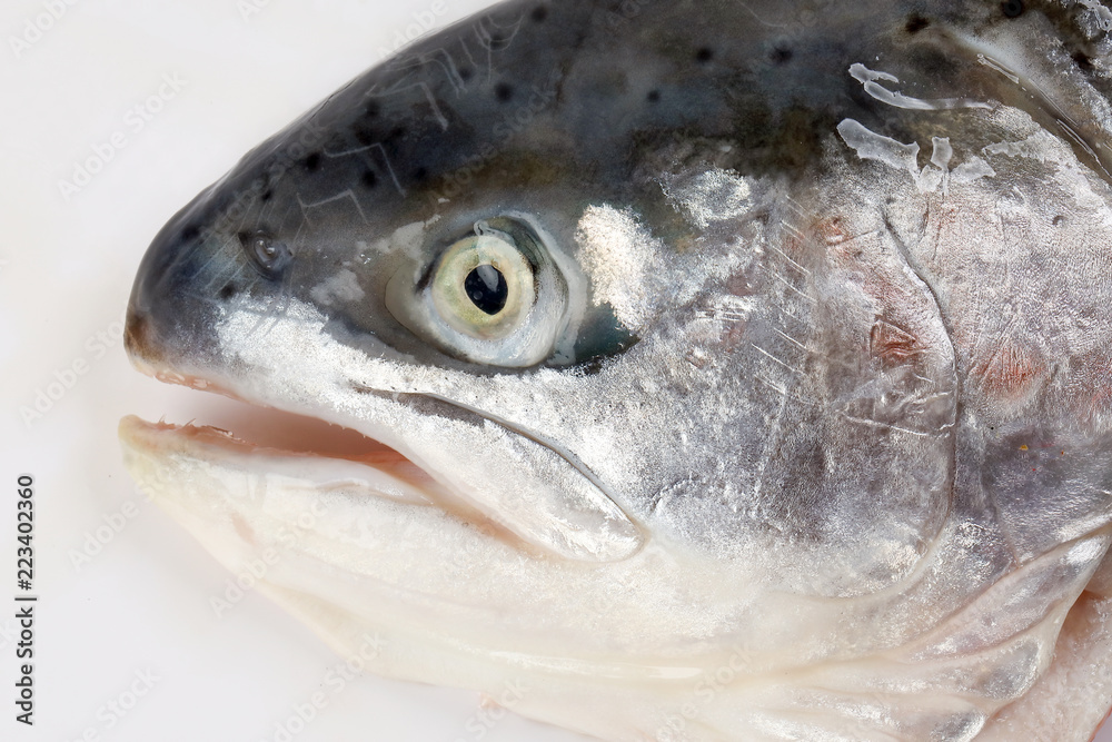 Cut Cleaned Salmon Trout Fish Head half Cut Cleaned Salmon Trout Fish Head half