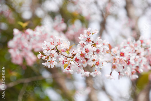 Flowers of the cherry blossoms on a spring day, Pink sakura flower, Himalayan cherry blossom, soft focus